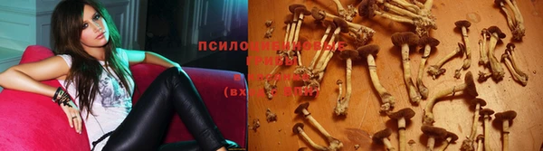 индика Аркадак